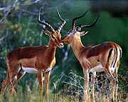 impala.jpg
