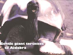 Gentle giant tortoises of Aldabra